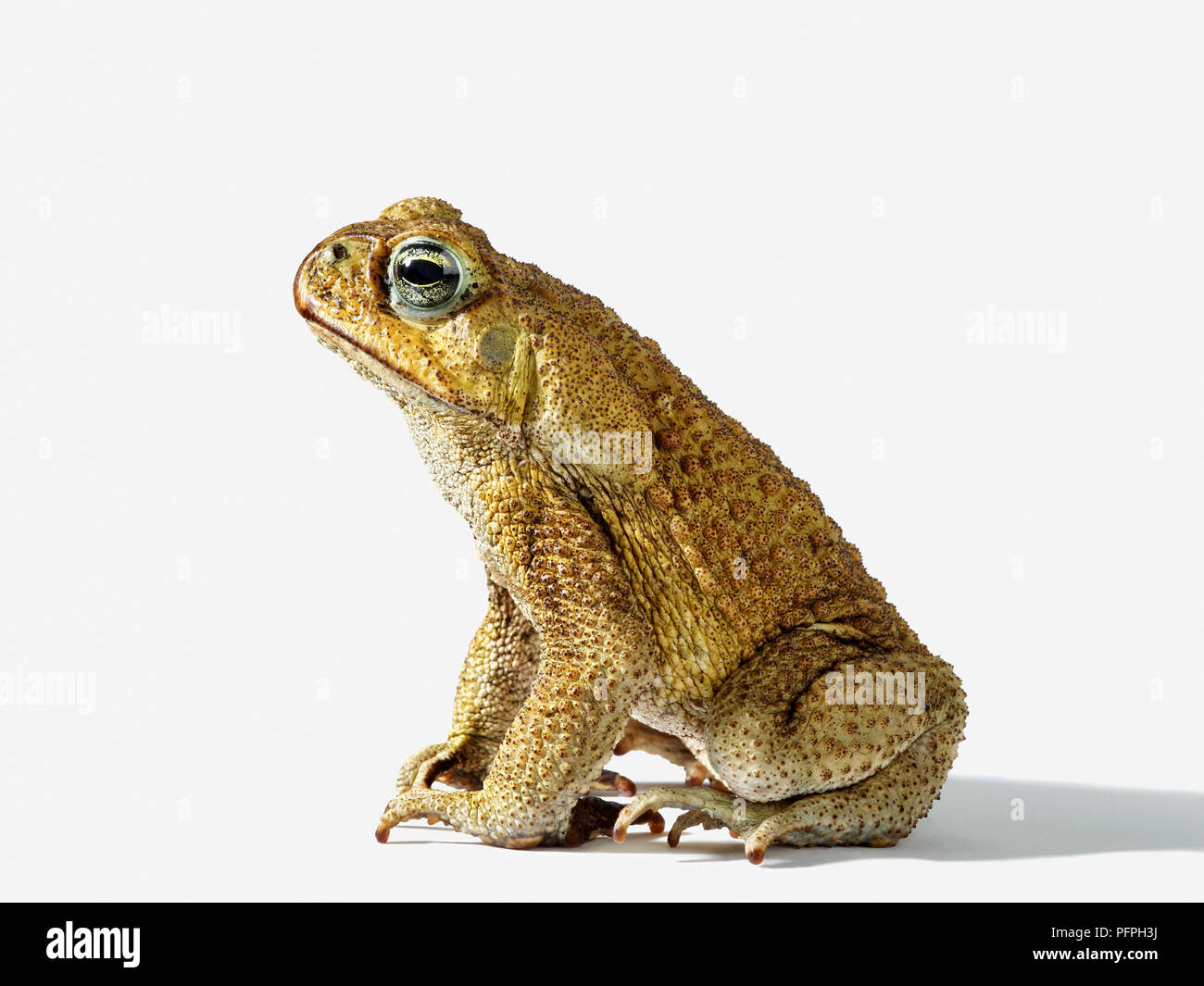 Cane toad (Rhinella marina), side view Stock Photo Alamy