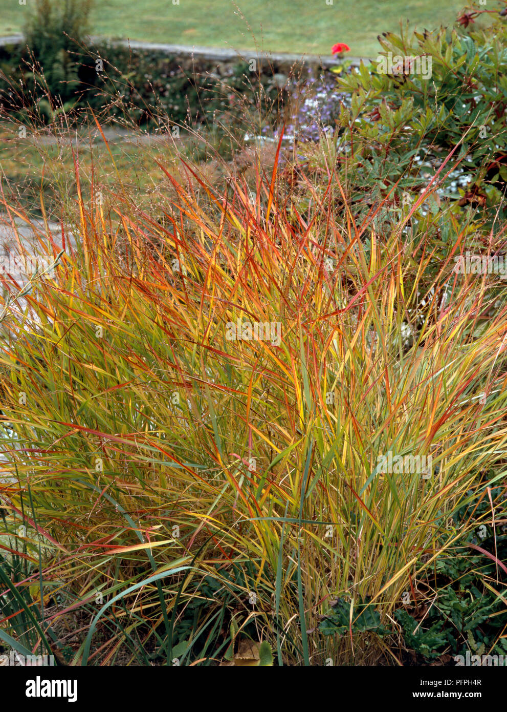 Carex sp. (Sedge), red and yellow ornamental grass in garden Stock Photo
