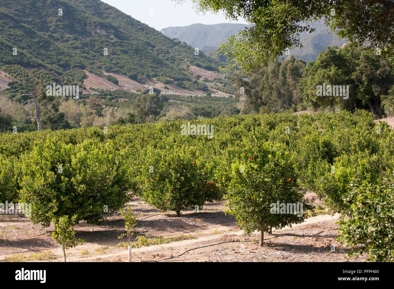USA, California, Ojai Valley, orange groves Stock Photo Alamy