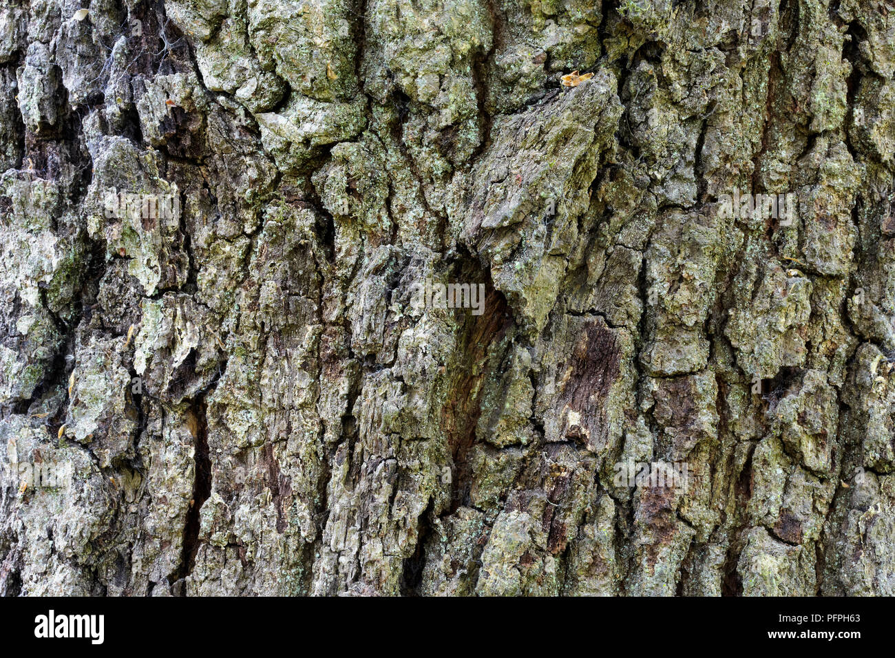 Quercus canariensis (Mirbeck's Oak, Algerian Oak), close-up on bark Stock Photo