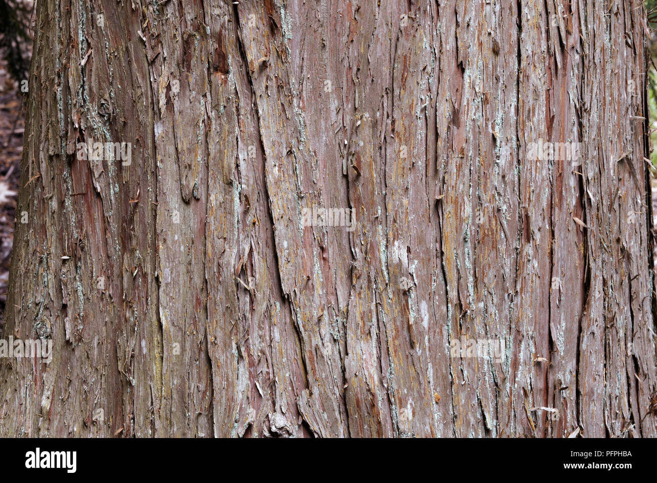 Chamaecyparis nootkatensis, syn Callitropsis nootkatensis (Nootka cypress), close-up on bark Stock Photo