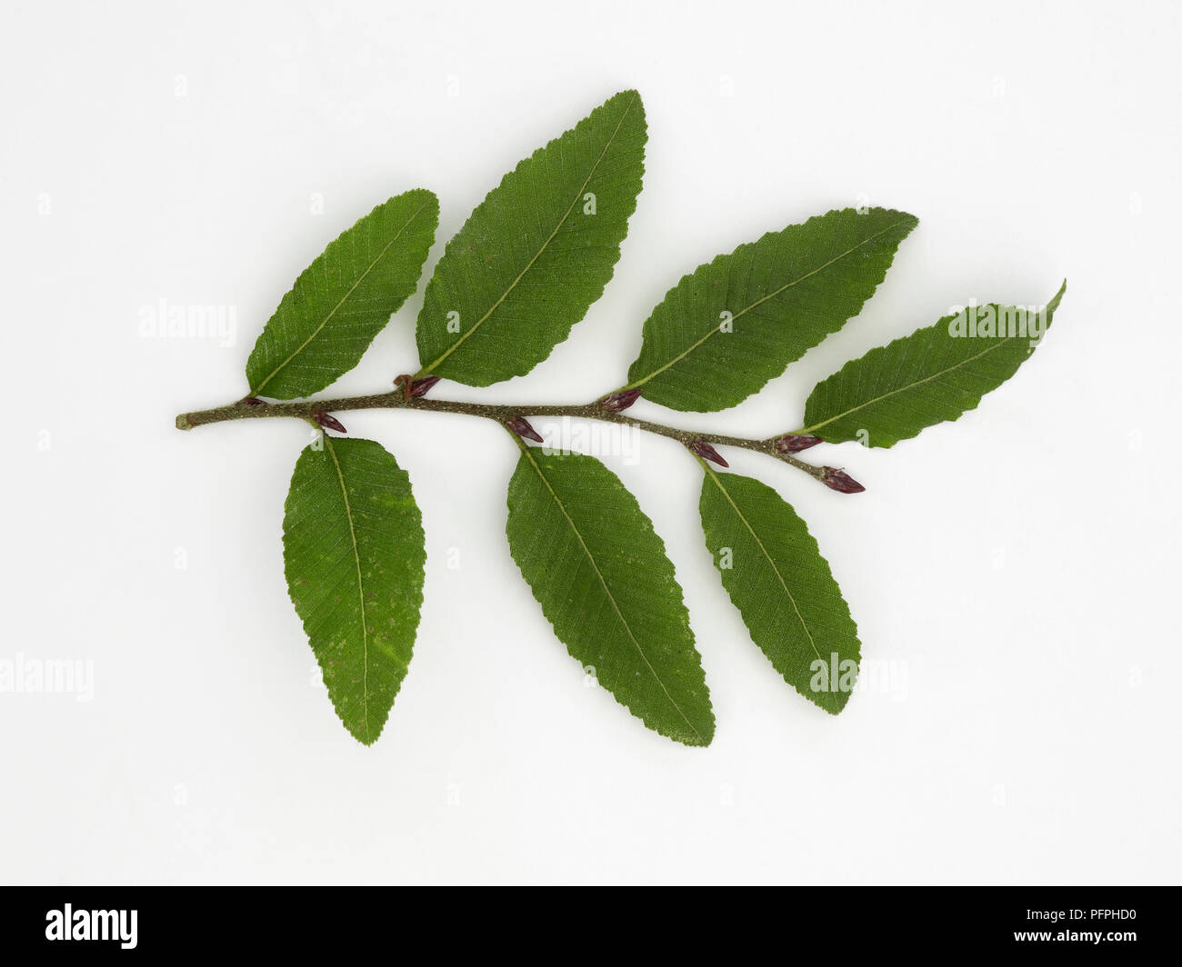 Nothofagus alpina (Rauli southern beech), leaves Stock Photo