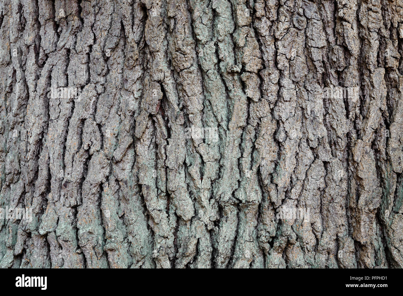 Quercus petraea (Sessile oak, Durmast oak), close-up on bark Stock Photo