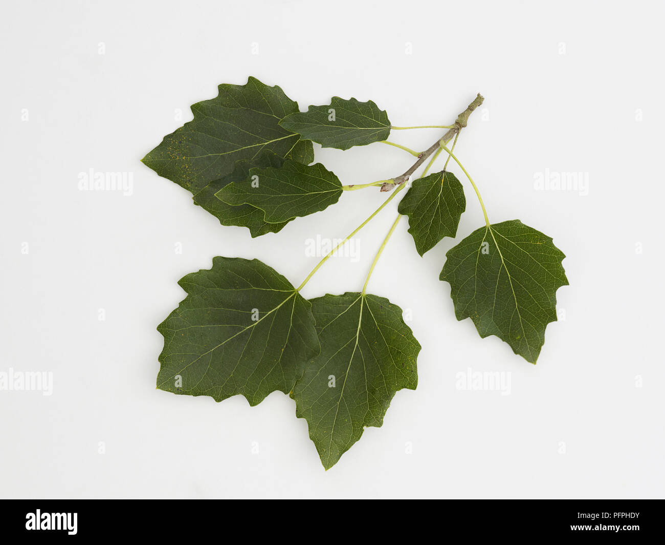Populus alba (White poplar), leaves Stock Photo