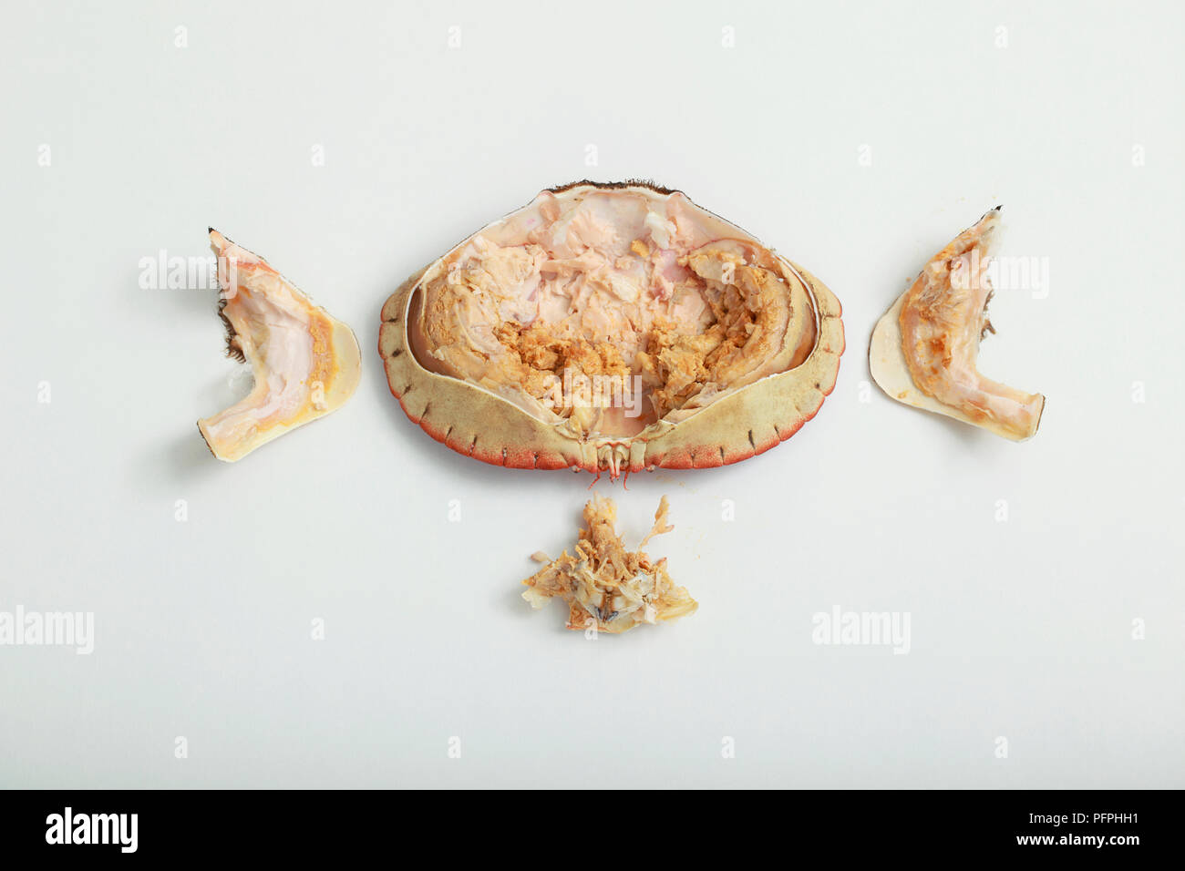 Cooked crab carapace and crab meat Stock Photo