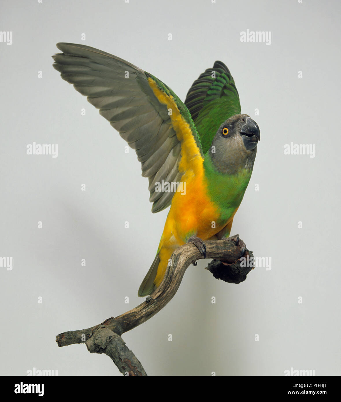 Senegal Parrot (Poicephalus senegalus) with spread wings, perching on branch Stock Photo