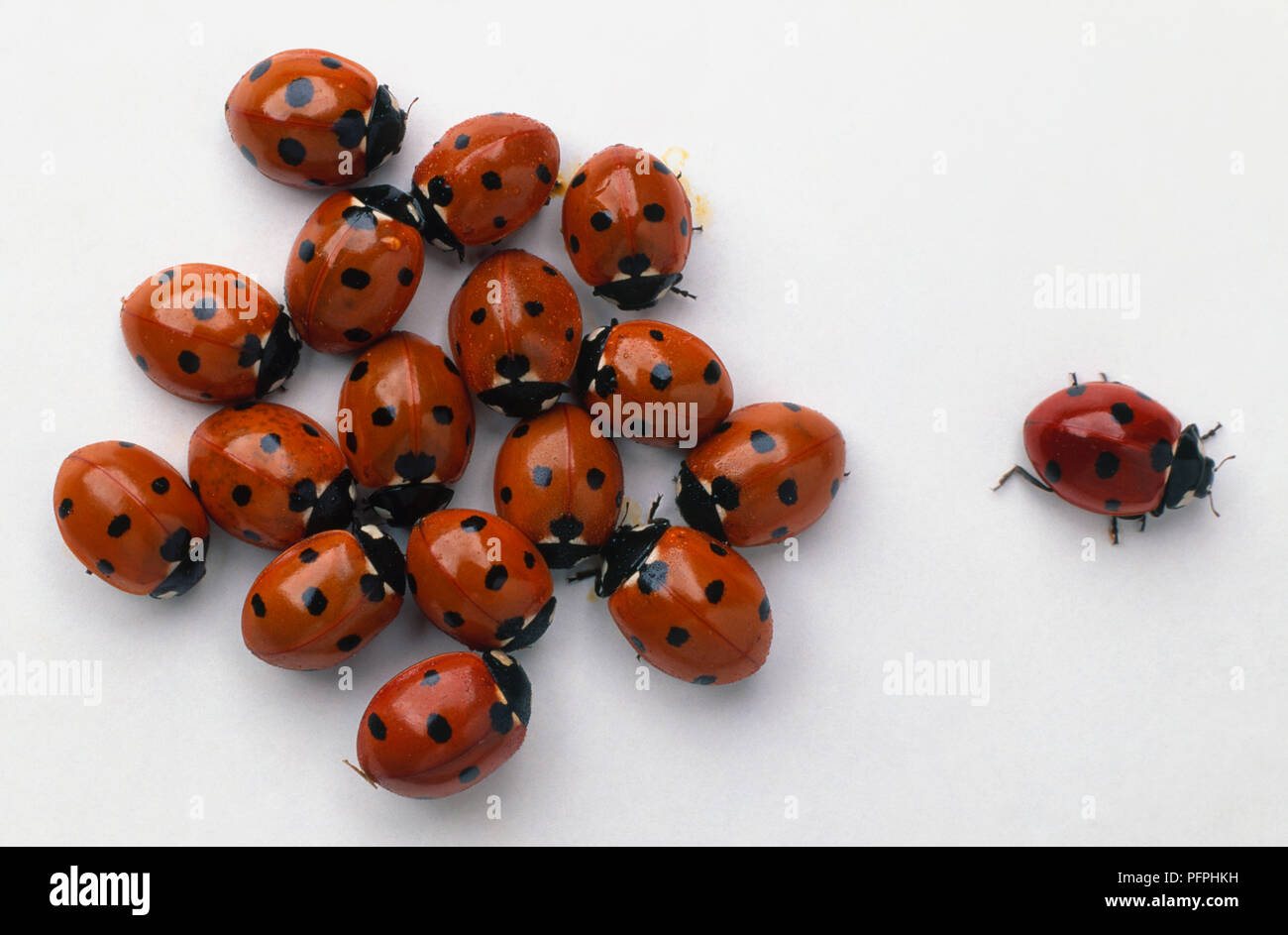 Large group of Seven-spot Ladybird (Coccinella septempunctata) with one moving away from the group Stock Photo