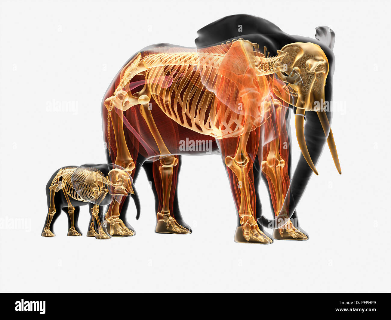 Illustration, anatomy of adult and baby African elephant (Loxodonta africana) Stock Photo