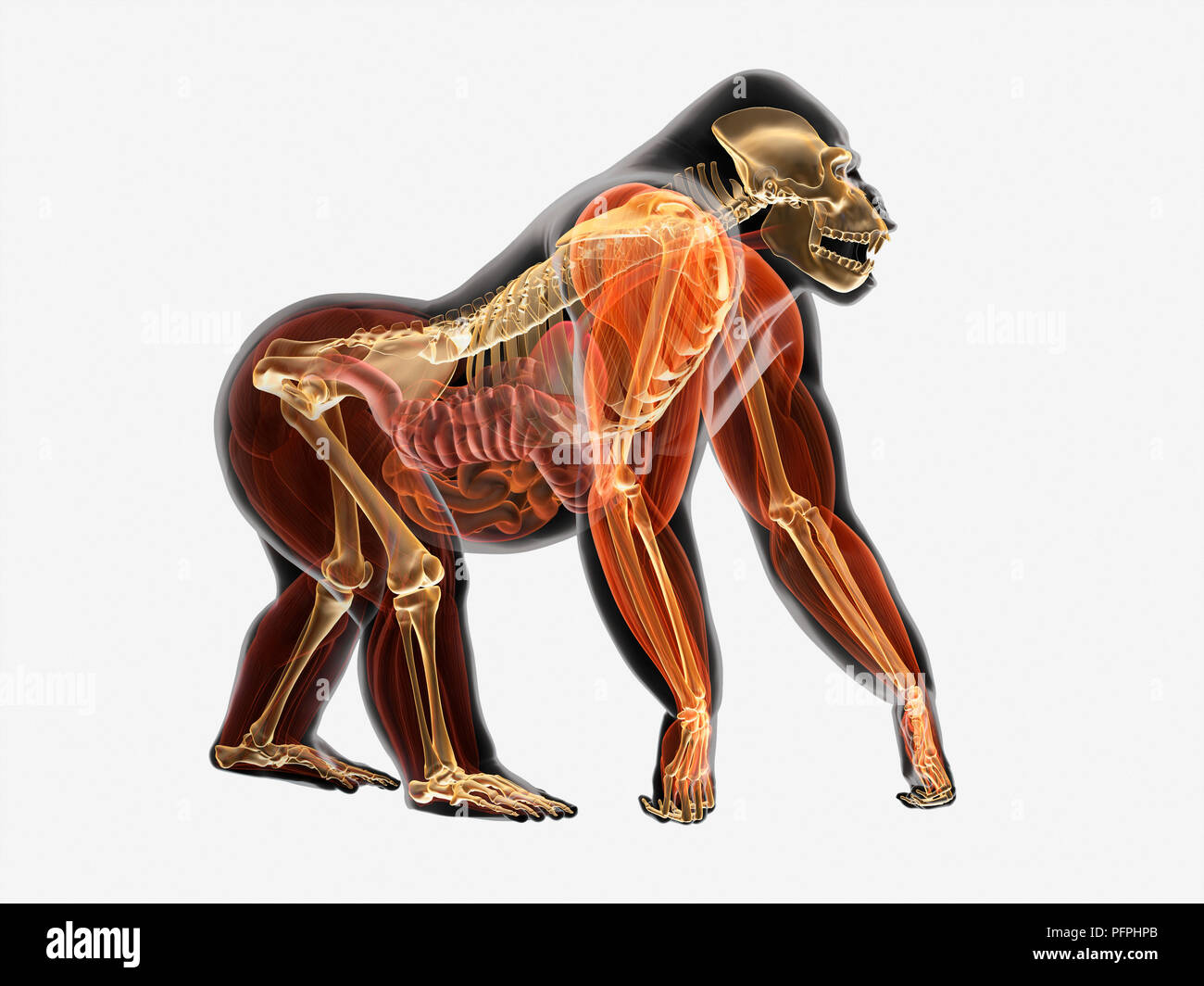 Illustration, anatomy of Gorilla (Gorilla gorilla) Stock Photo