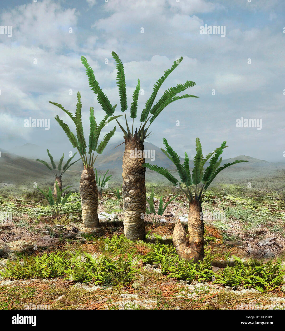 Williamsonia, Jurassic era plants with central dome-shaped structure  (receptacle) to which numerous stalked seeds, separated by scales, were  attached Stock Photo - Alamy