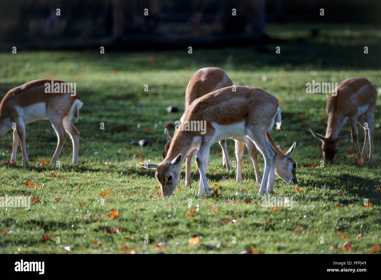 Young Axis deer (Axis axis) grazing in park Stock Photo