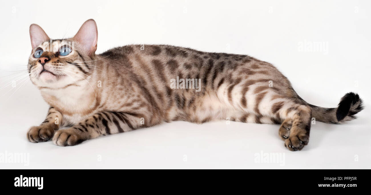 Brown rosetted Bengal cat with blue eyes, lying down, side view Stock Photo