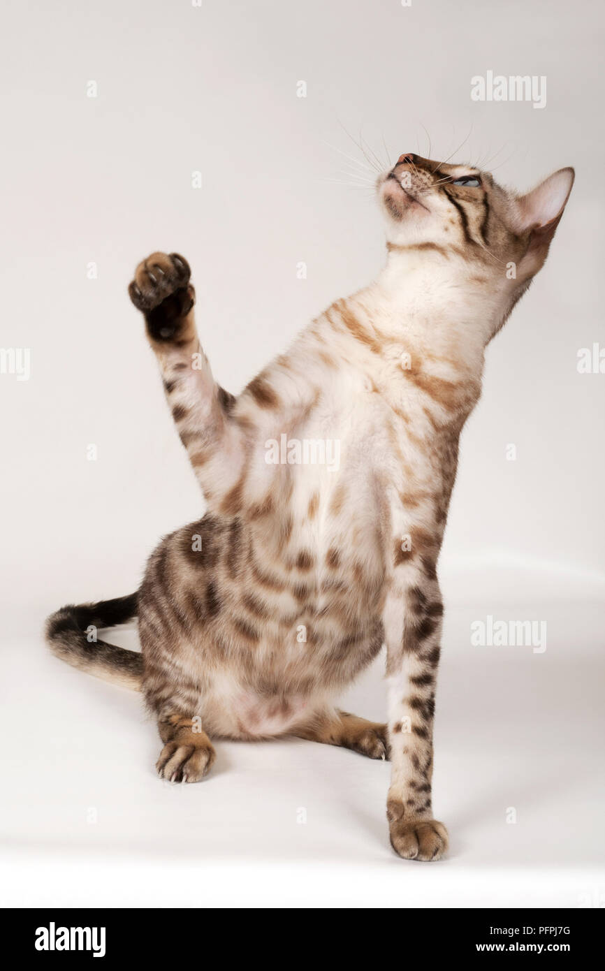 Brown rosetted Bengal cat, sitting, reaching up with paw showing spotted belly, front view Stock Photo