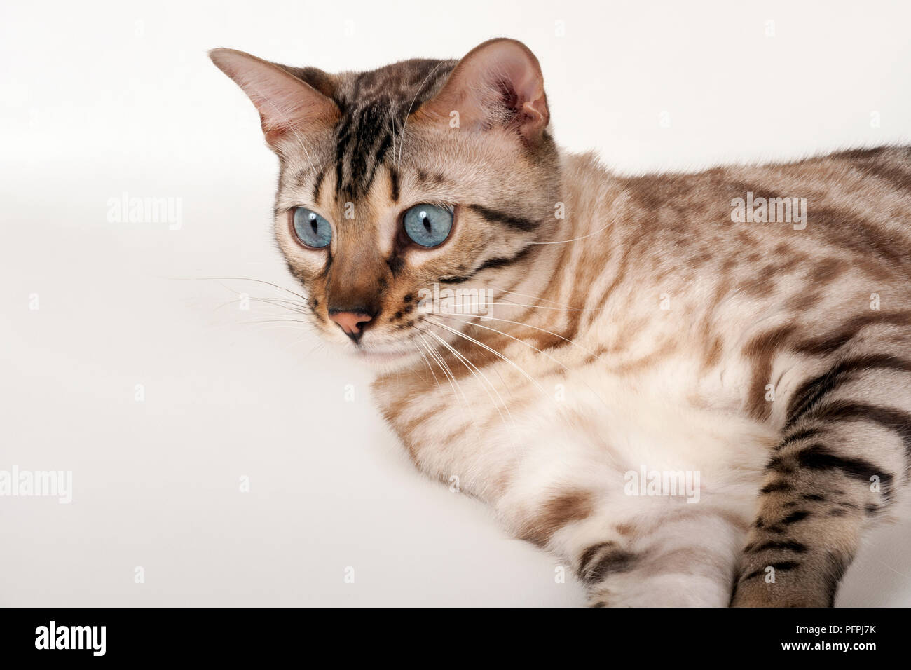 Brown rosetted Bengal cat with blue eyes, lying down, close-up Stock Photo