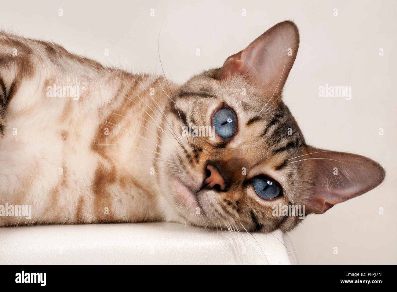 Brown rosetted Bengal cat with blue eyes, lying down, looking at camera, close-up Stock Photo