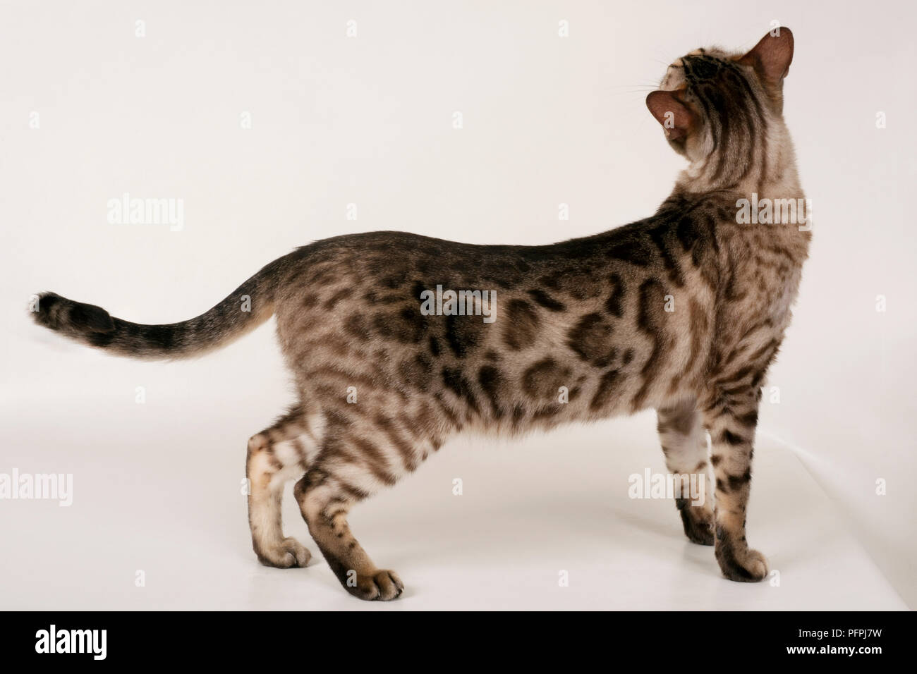 Brown rosetted Bengal cat, standing, looking away, side view Stock Photo
