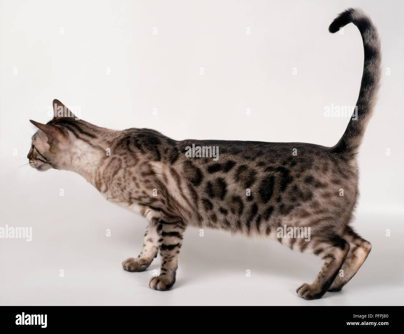 Brown rosetted Bengal cat, standing, side view Stock Photo