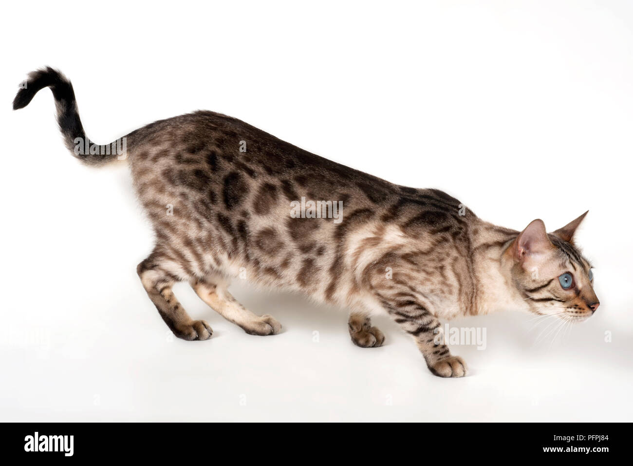 Brown rosetted Bengal cat with blue eyes, crouching, side view Stock Photo