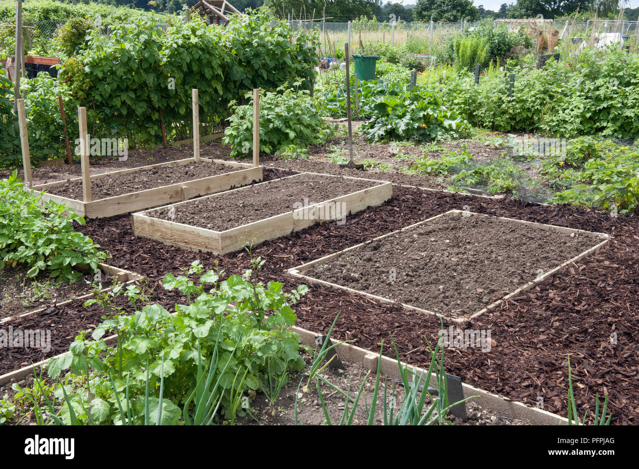 Three raised beds on an allotment surrounded by bark mulch Stock Photo