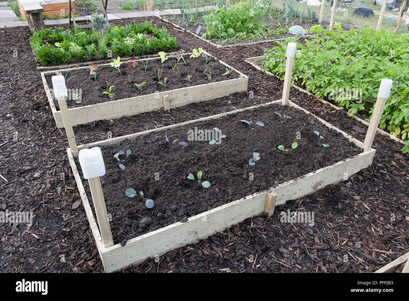 Raised beds in allotment Stock Photo Alamy