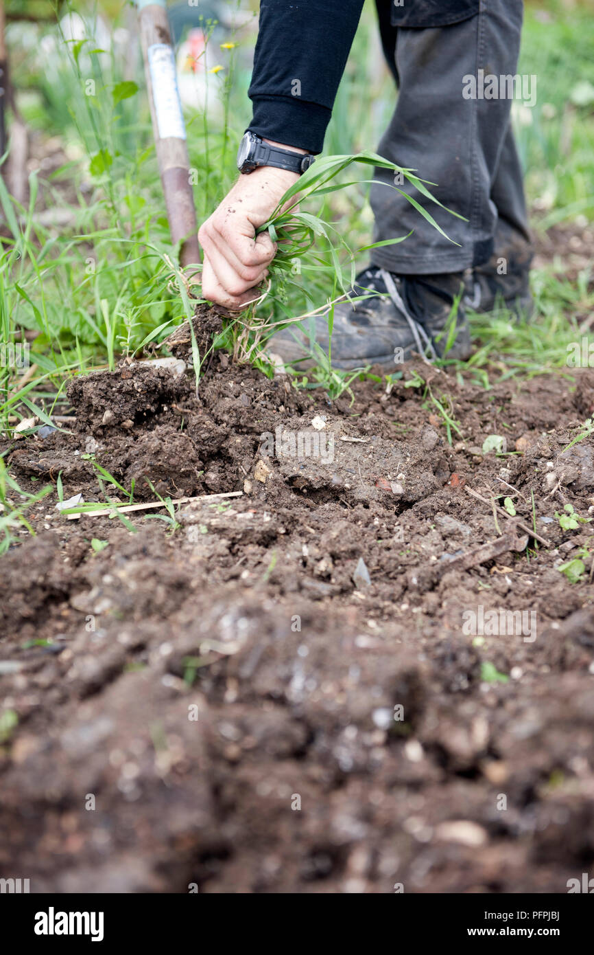 Using hands to pull out weeds, soil lifted with garden fork, closeup