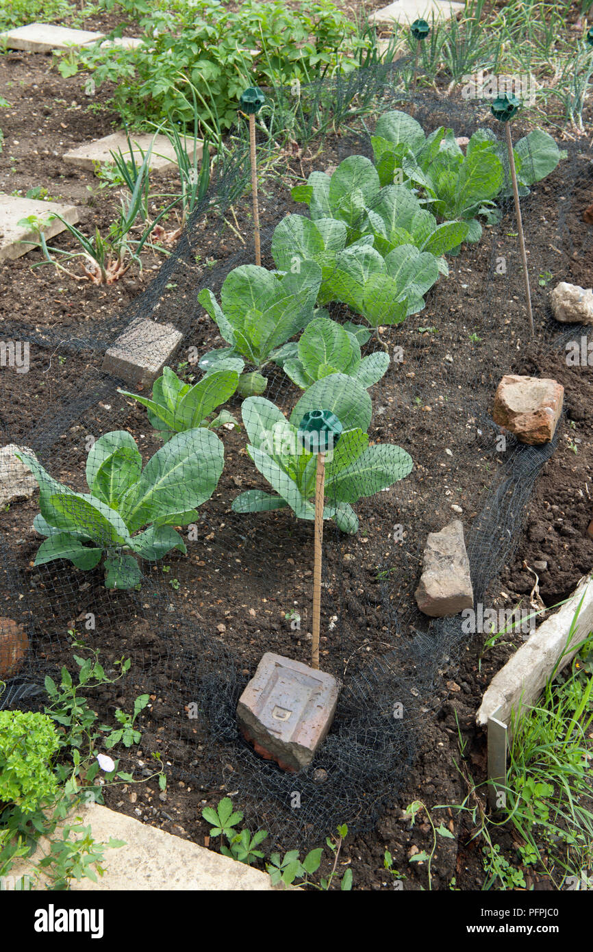 Cabbages in vegetable plot protected by netting Stock Photo - Alamy
