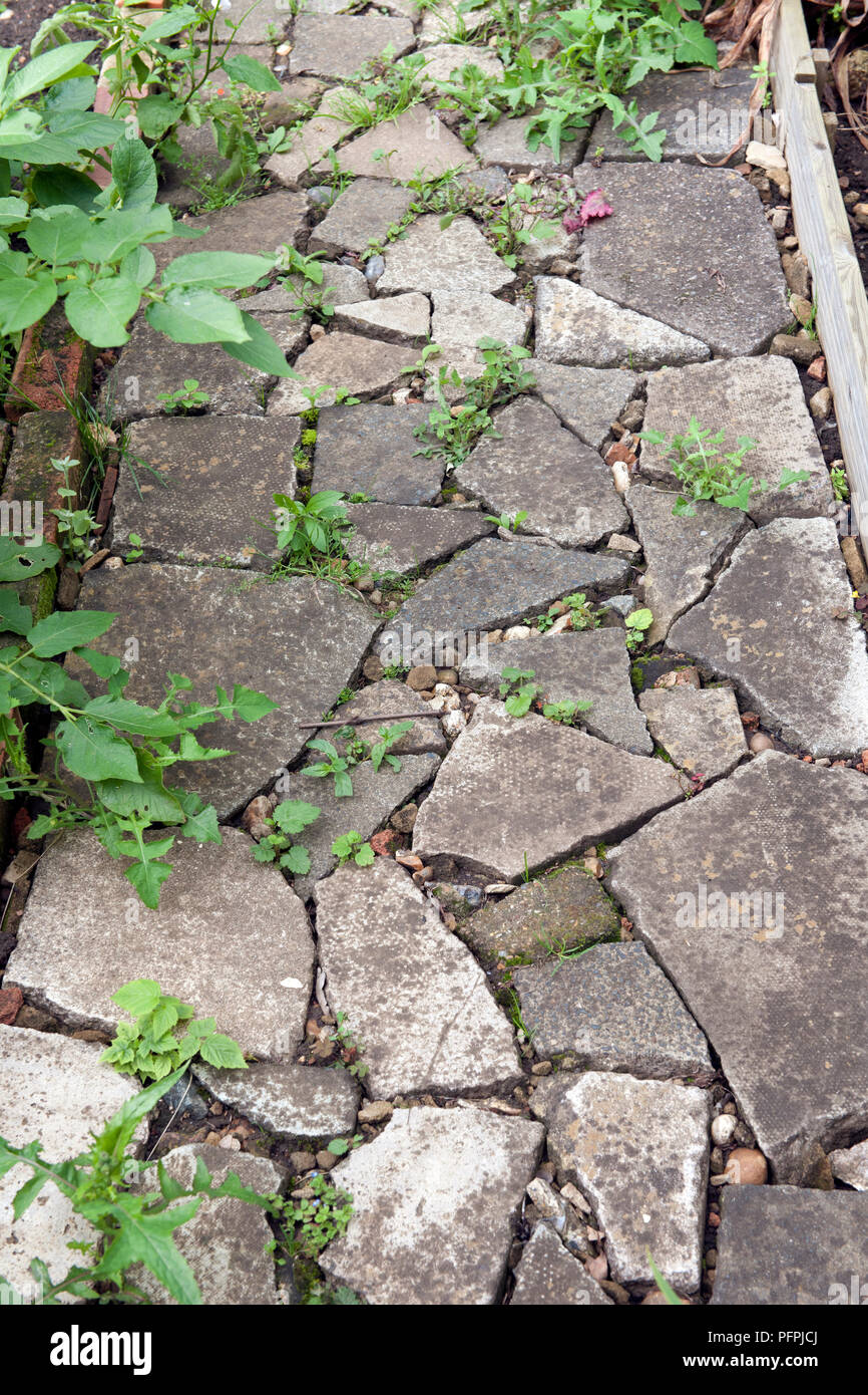 Crazypaving path with weeds growing through gaps between the slabs