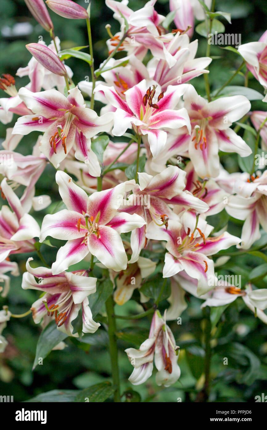 Lilium 'Altari', oriental trumpet lily, pink and cream flowers Stock Photo