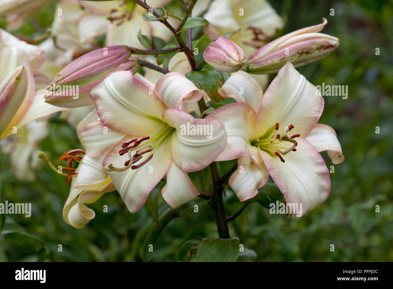 Lilium 'Boogie Woogie', oriental trumpet lily, cream-white and pink flowers, close-up Stock Photo