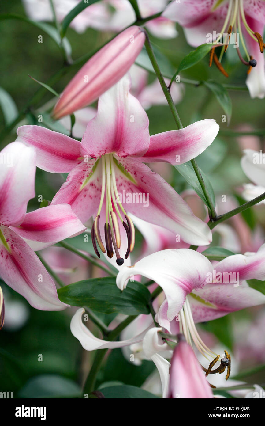 Lilium 'Anastasia', oriental trumpet lily, pink and white flowers ...