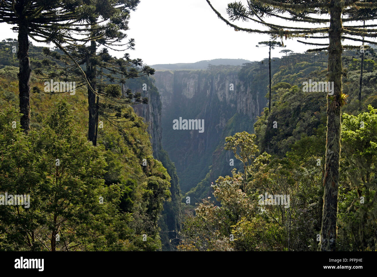 Canyon at aparados da serra national park southern brazil hi-res stock