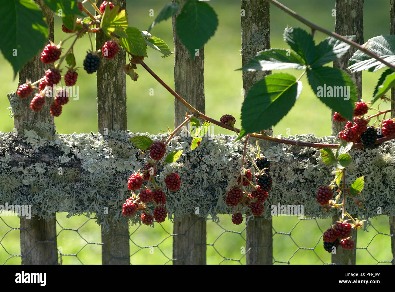 Blackberry plant fence hires stock photography and images Alamy