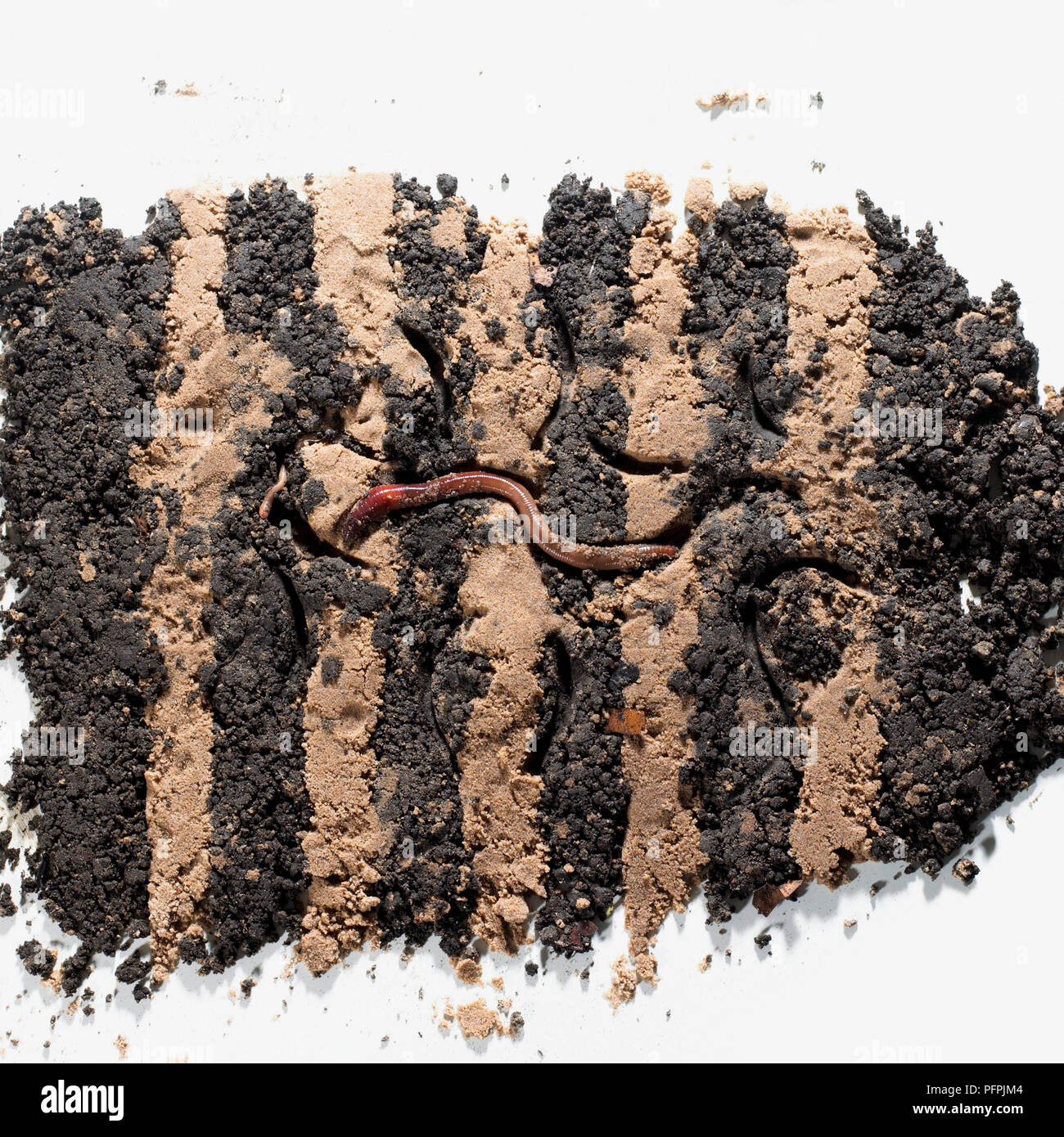 Earthworm wriggling its way through layers of sand and soil, cross-section Stock Photo