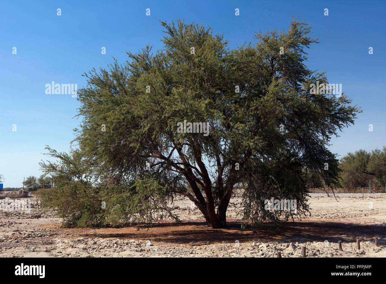 Chile, Tarapaca region, Pampa del Tamarugal National Reserve, Prosopis tamarugo (taramugo) tree Stock Photo