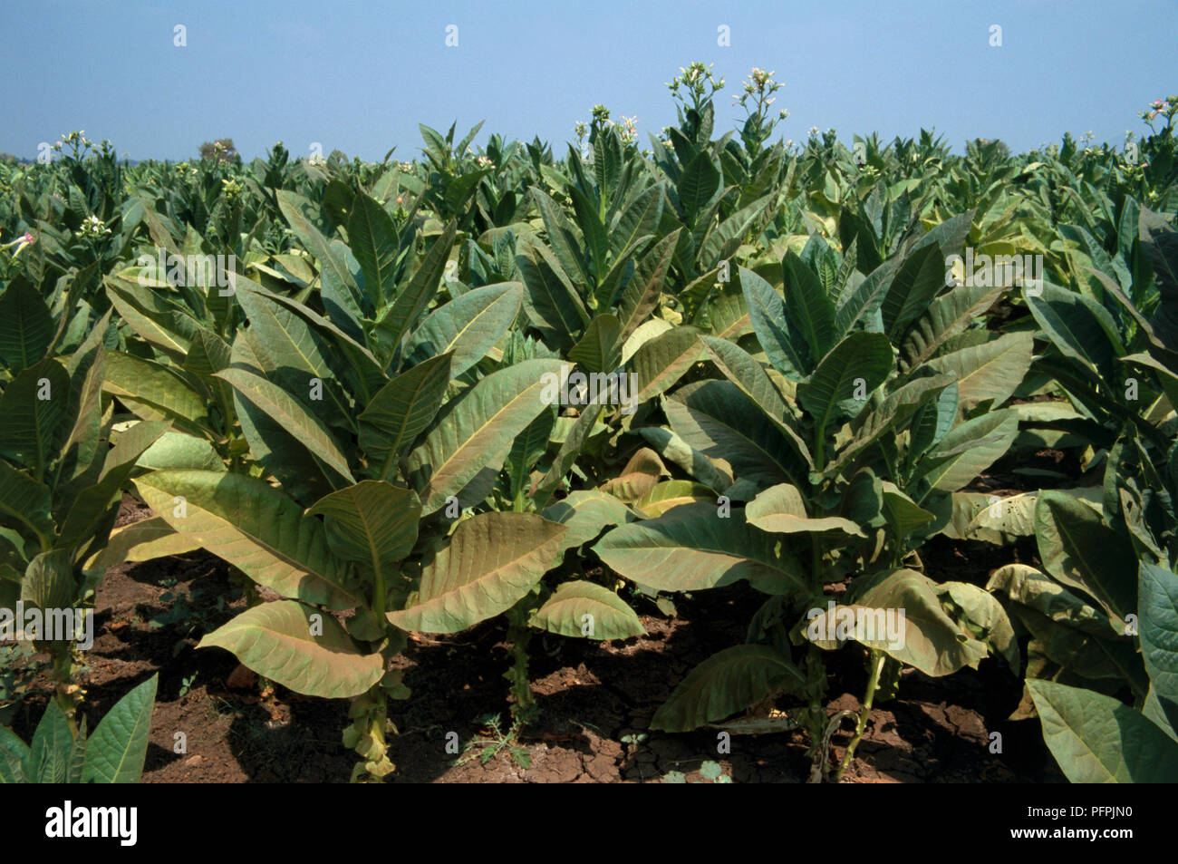 India, Andhra Pradesh, tobacco field south west of Vijayawada Stock Photo
