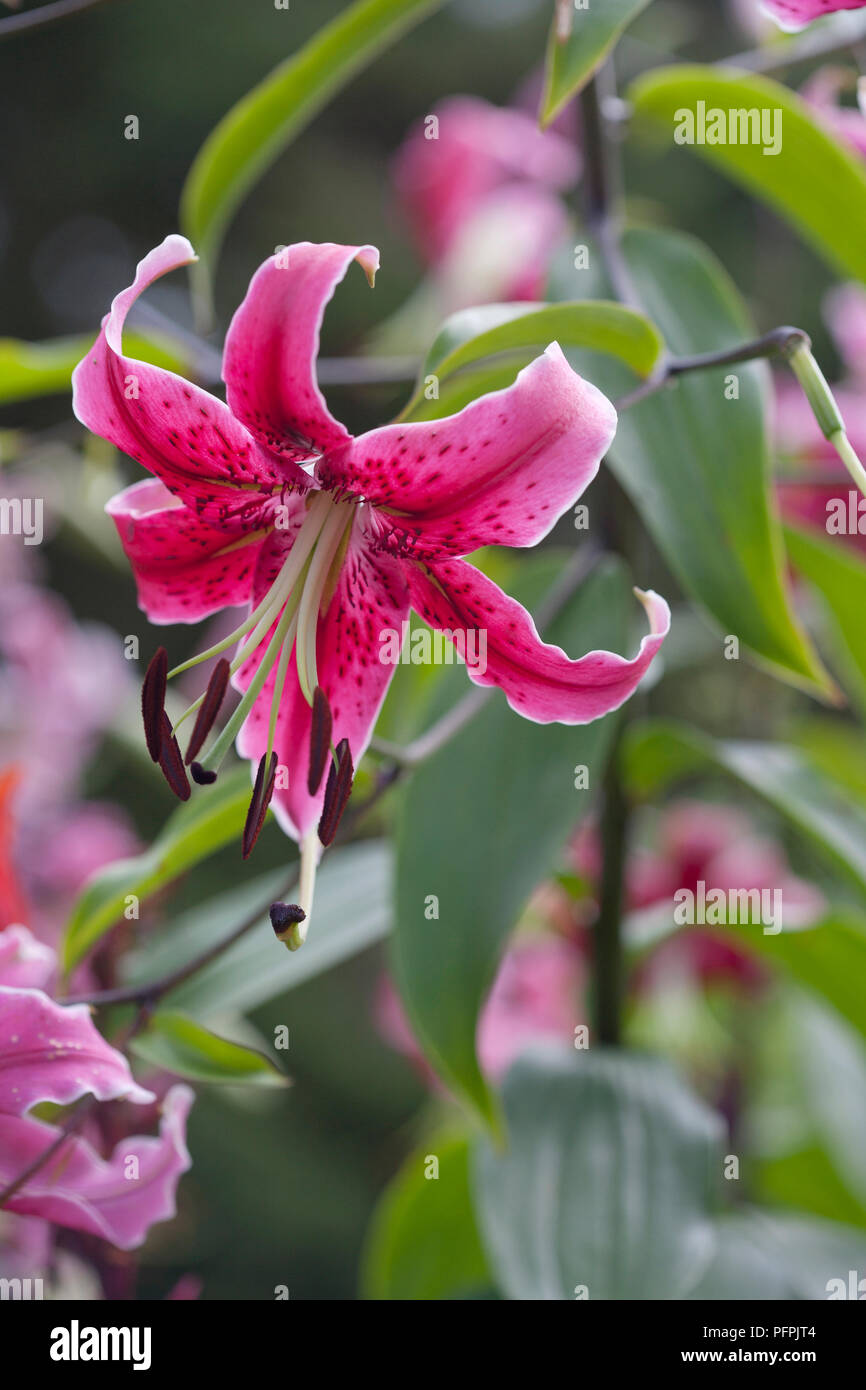 Lilium 'Miss Feya', oriental trumpet lily, close-up Stock Photo