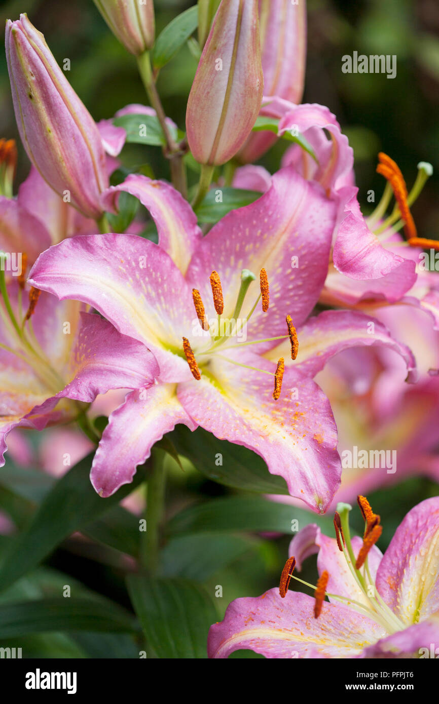 Lilium 'Tom Pouce', oriental lily, pink flowers with yellow stripe Stock Photo