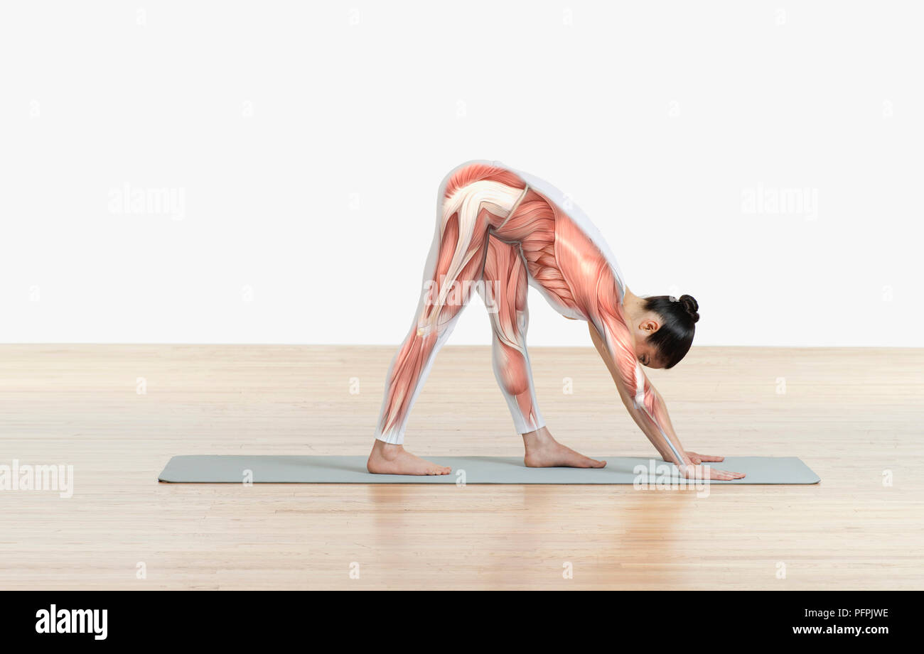 Muscular structure superimposed on body of woman doing stretching exercise on exercise mat Stock Photo