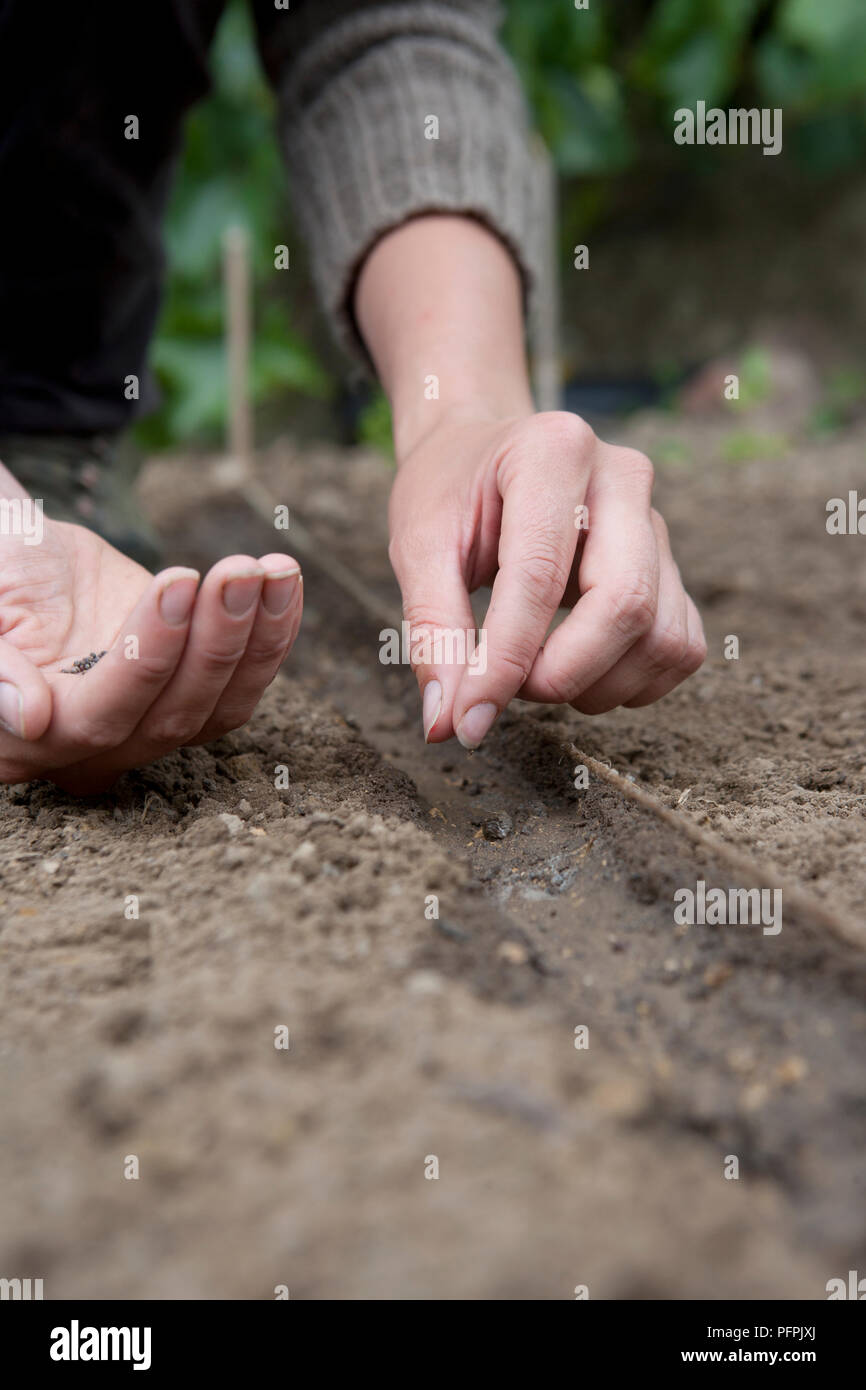 Hand sowing seeds uk hires stock photography and images Alamy