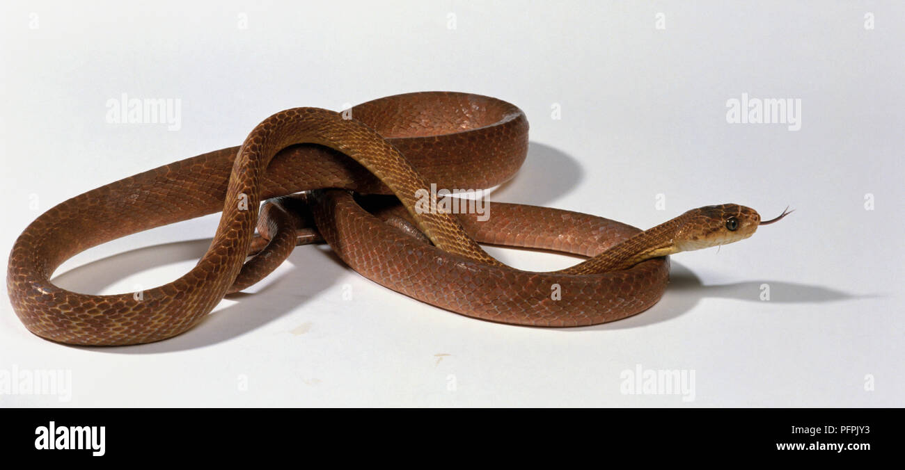 Brown tree snake (Boiga irregularis) Stock Photo