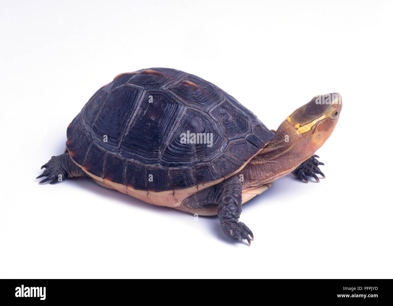 Chinese box turtle, syn Yellow-marginted turtle (Cuora flavomarginata) Stock Photo