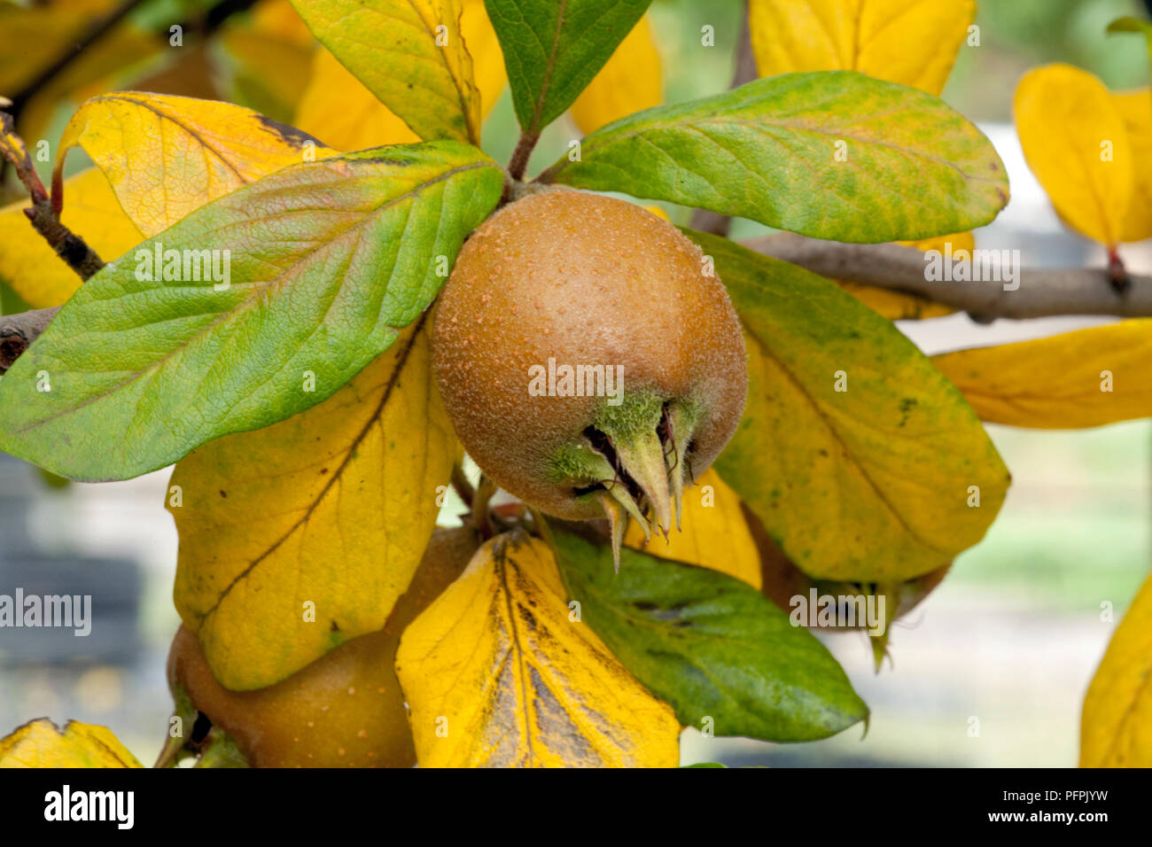 Mespilus Germanica Medlar Close up Of Fruit And Leaves Stock Photo mespilus-germanica-medlar-close-up-of-fruit-and-leaves-stock-photo