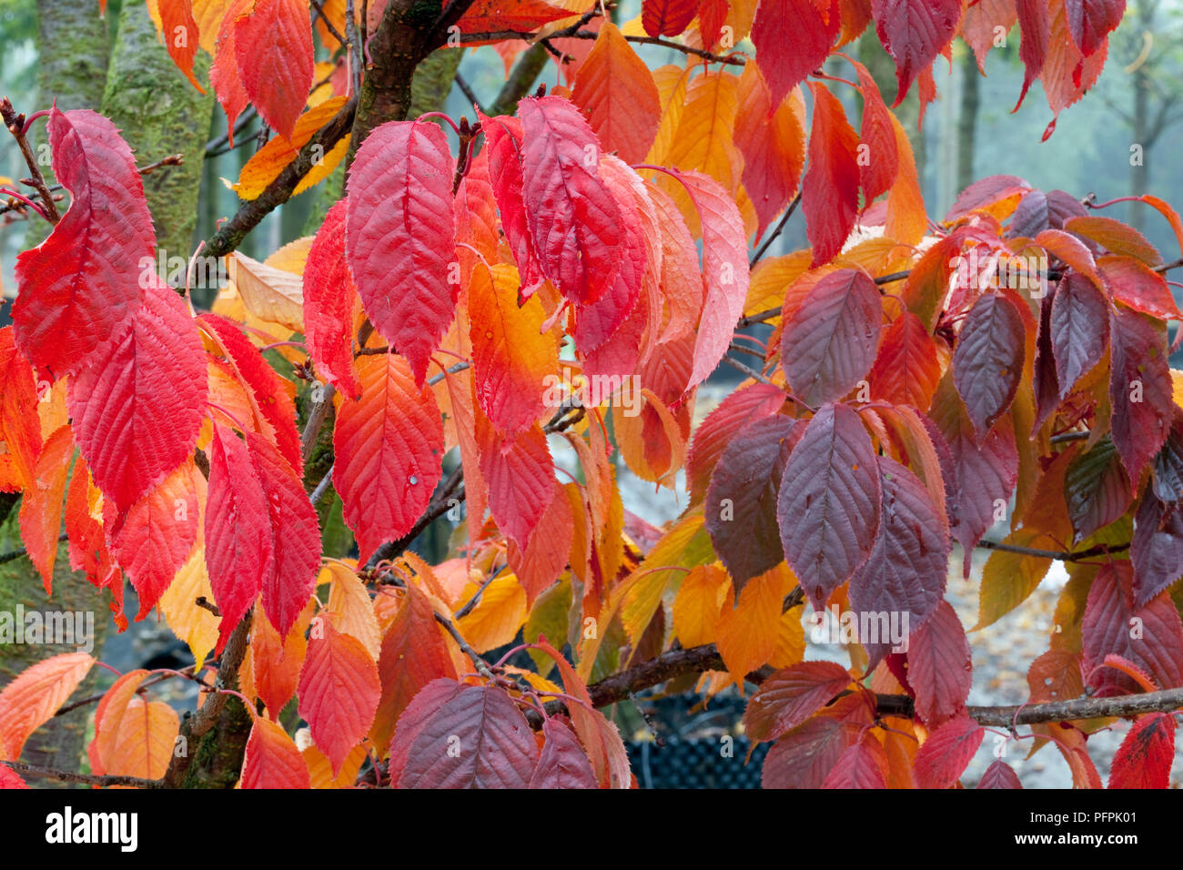 Prunus sargentii 'Rancho' (Sargent's cherry), red leaves Stock Photo