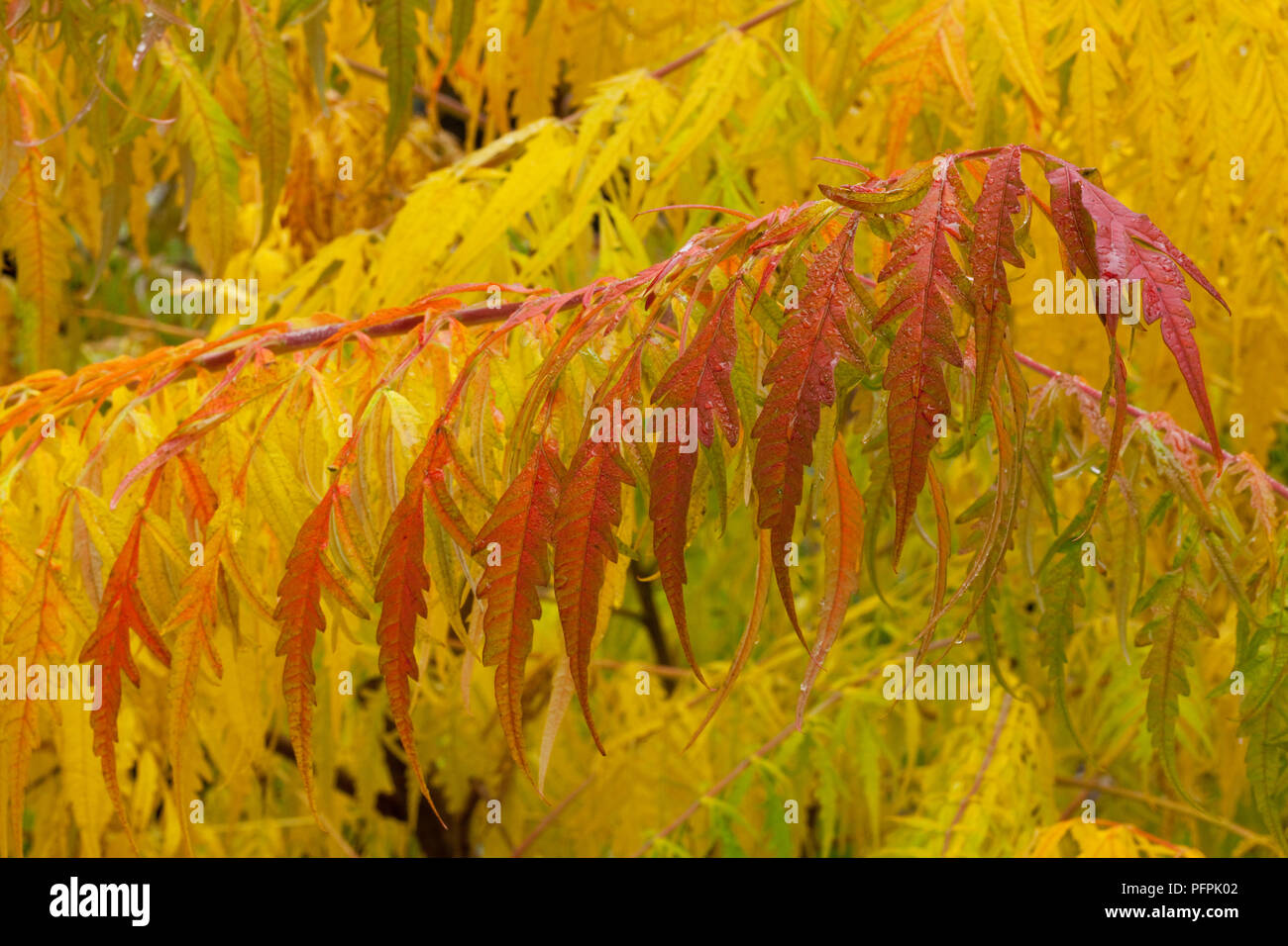 Rhus typhina 'Dissecta' (Staghorn sumac), leaves Stock Photo
