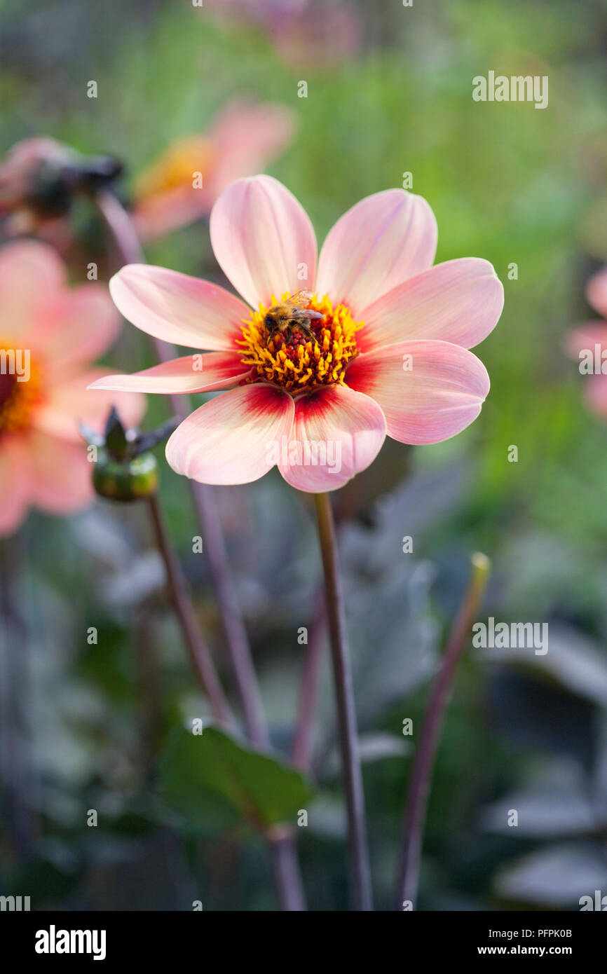 Dahlia happy single first love hi-res stock photography and images - Alamy