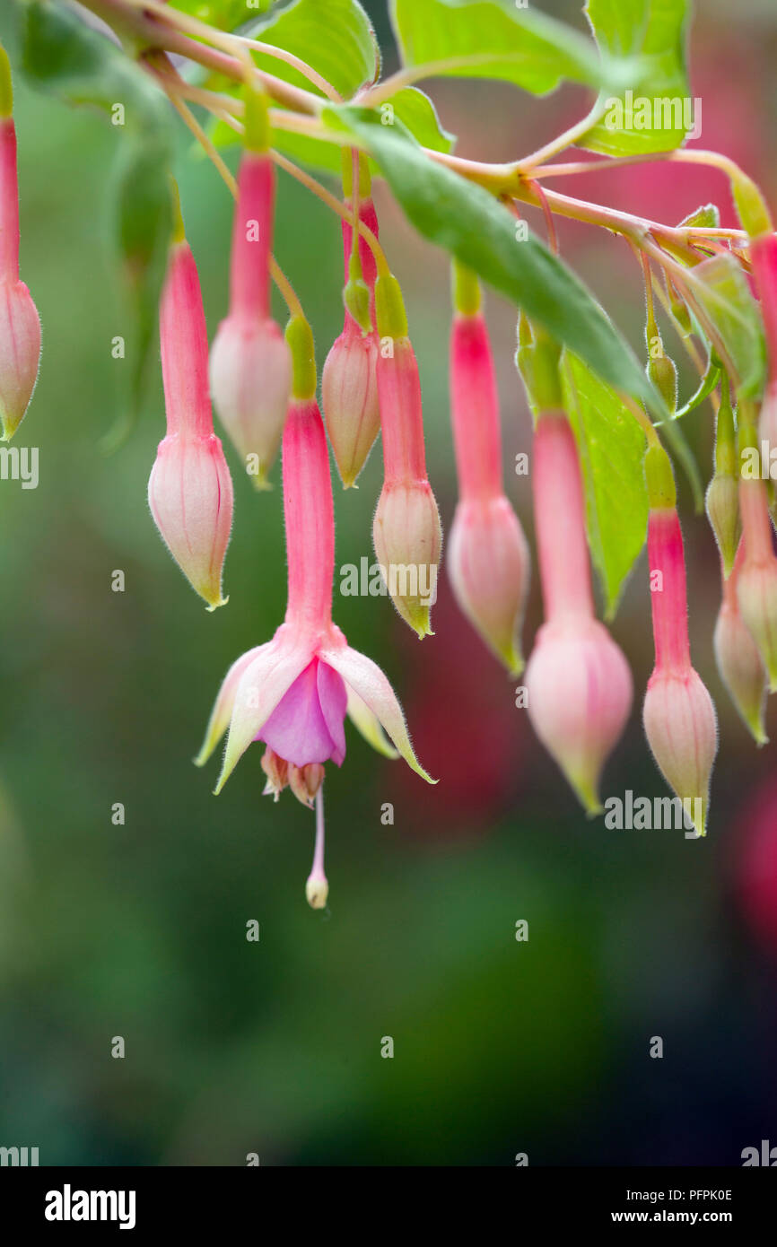 Fuchsia 'Vincent Van Gogh', closed flowers and open flower Stock Photo