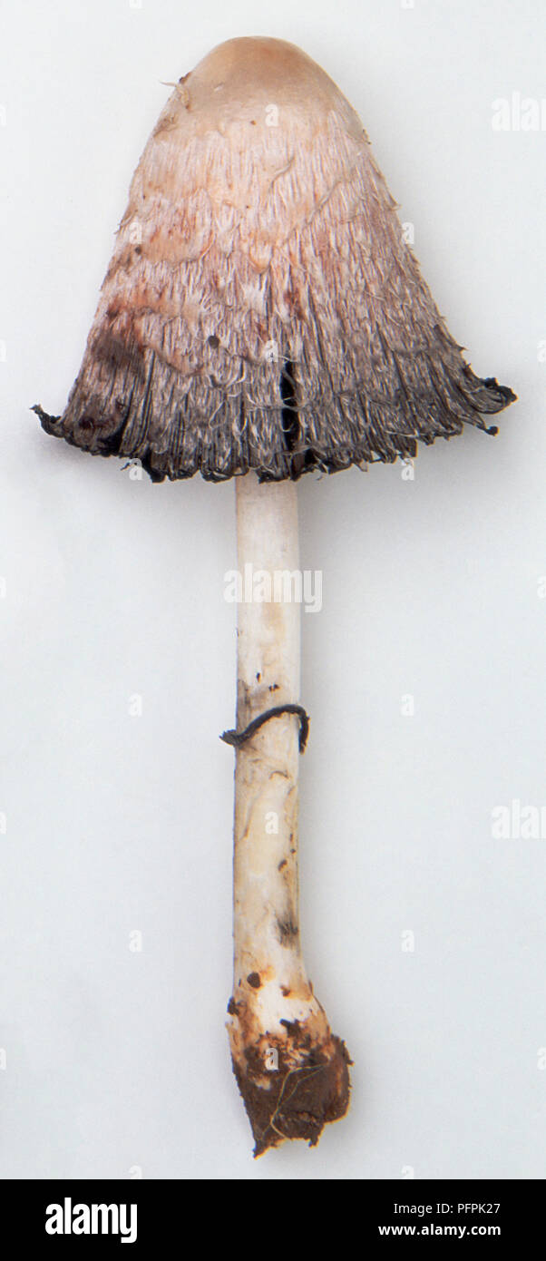 Side view of Coprinus comatus (Lawyer's Wig) Stock Photo