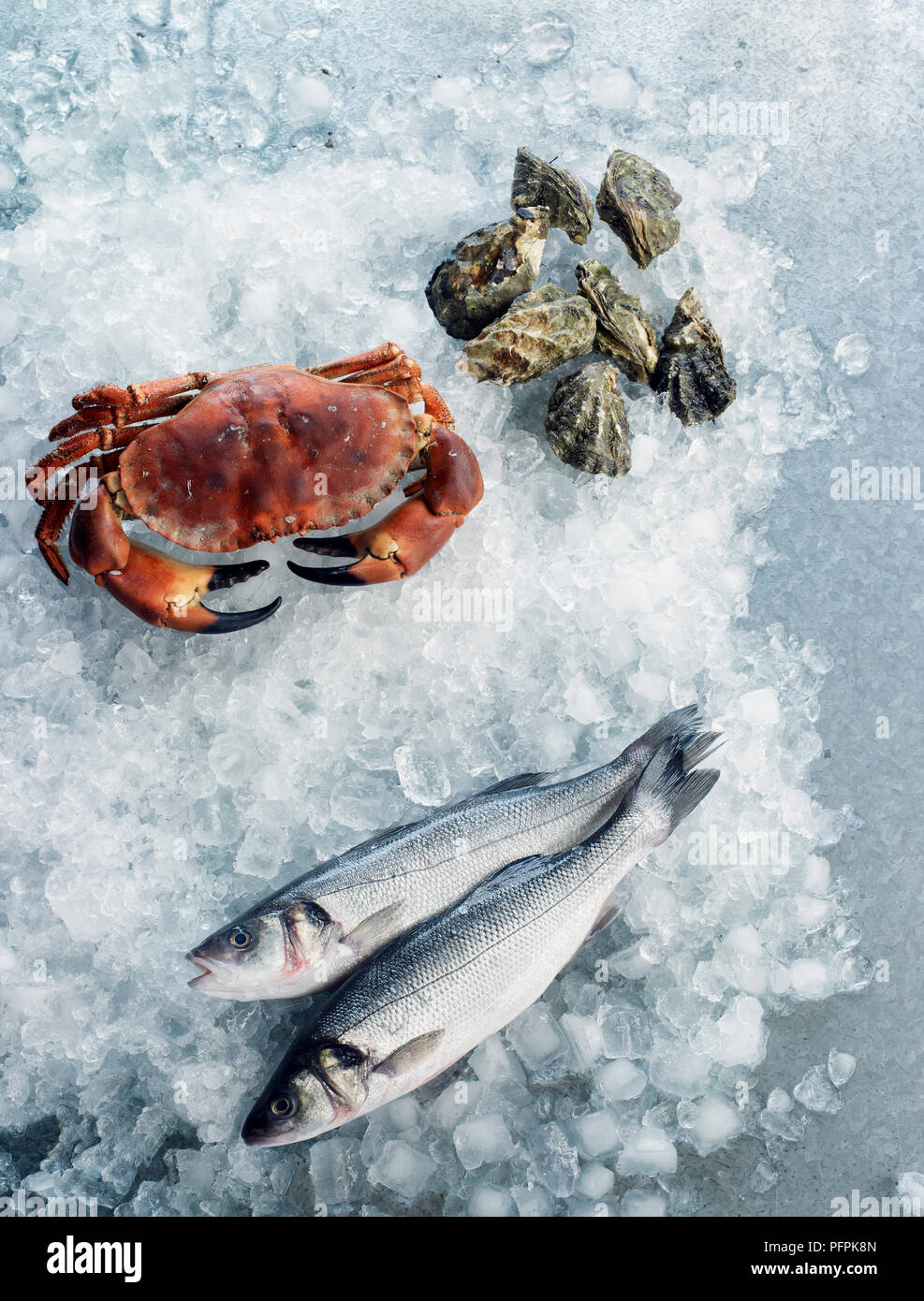 Brown crab, oysters and sea bass on crushed ice Stock Photo