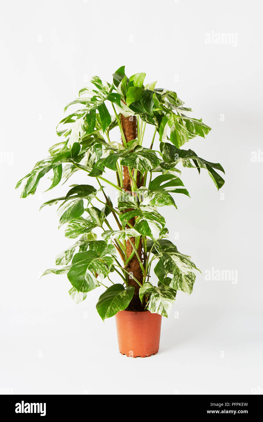 Horsehead philodendron hi-res stock photography and images - Alamy