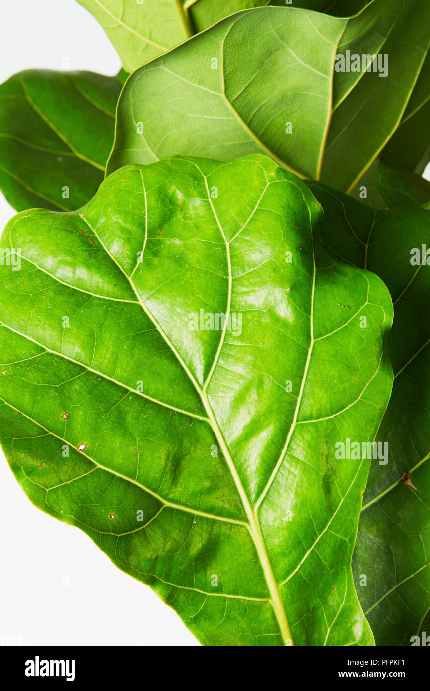 Fiddle leaf fig plant Stock Photo